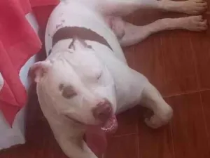 Cachorro raça Pit-Bull idade 4 anos nome Zeus