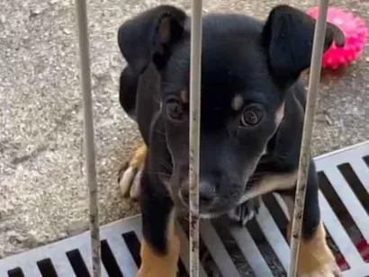 Cachorro raça SRD-ViraLata idade 2 a 6 meses nome Skye