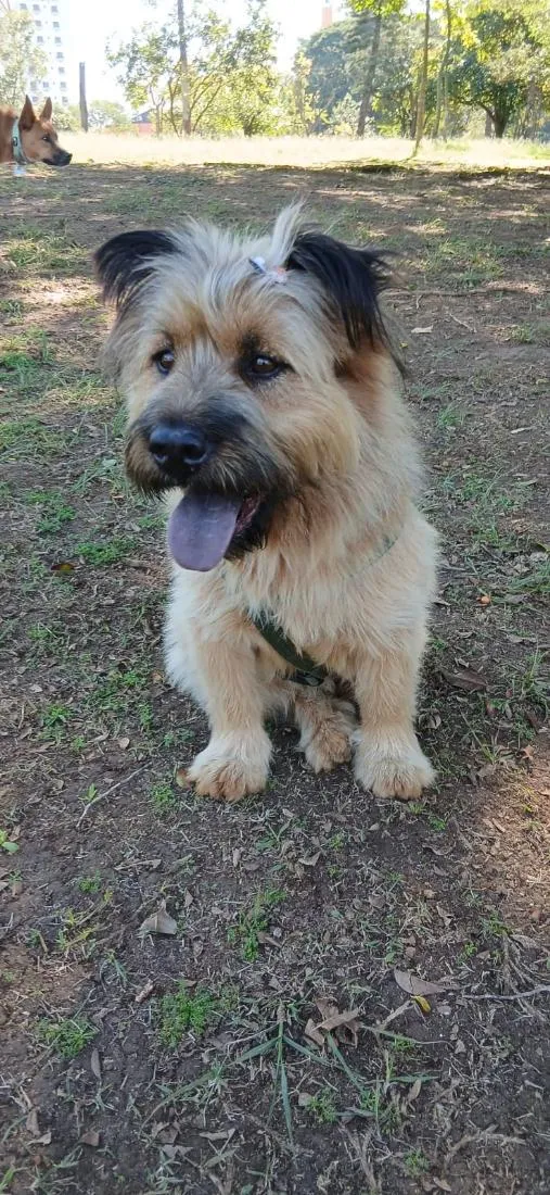 Cachorro raça SRD-ViraLata idade 1 ano nome Estopinha