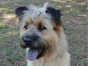Cachorro raça SRD-ViraLata idade 1 ano nome Estopinha