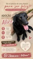 Alice