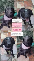 Alice