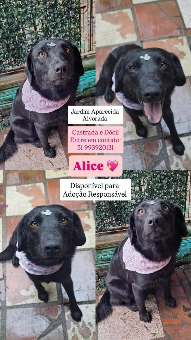 Cachorro raça SRD-ViraLata idade 3 anos nome Alice