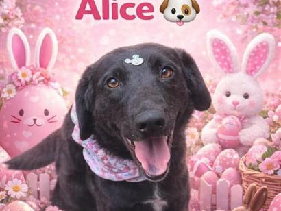 Alice - Porto Alegre