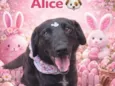 Alice