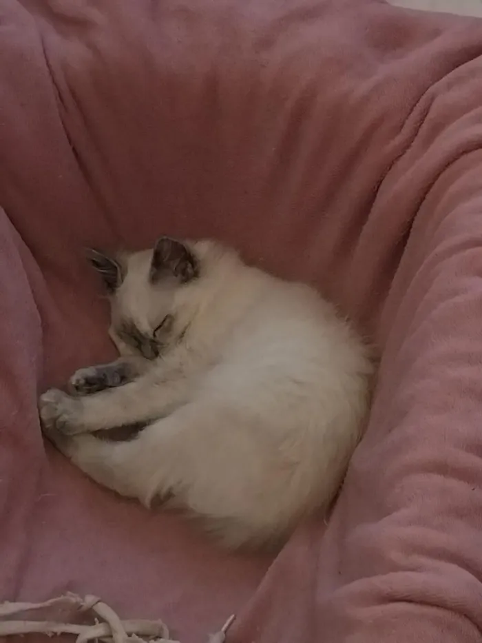Gato raça SRD-ViraLata idade 7 a 11 meses nome Zara , luna, Estela 