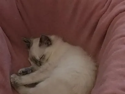 Gato raça SRD-ViraLata idade 7 a 11 meses nome Zara , luna, Estela 