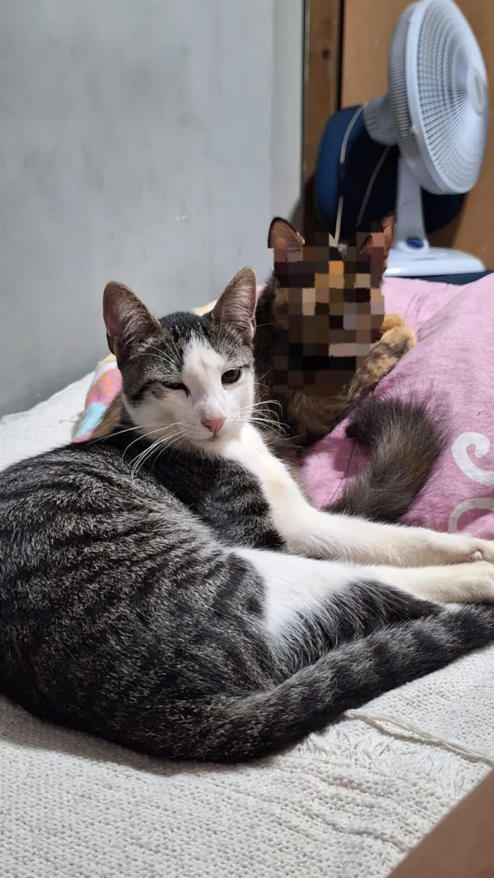 Gato raça SRD-ViraLata idade 1 ano nome Bartolomeu