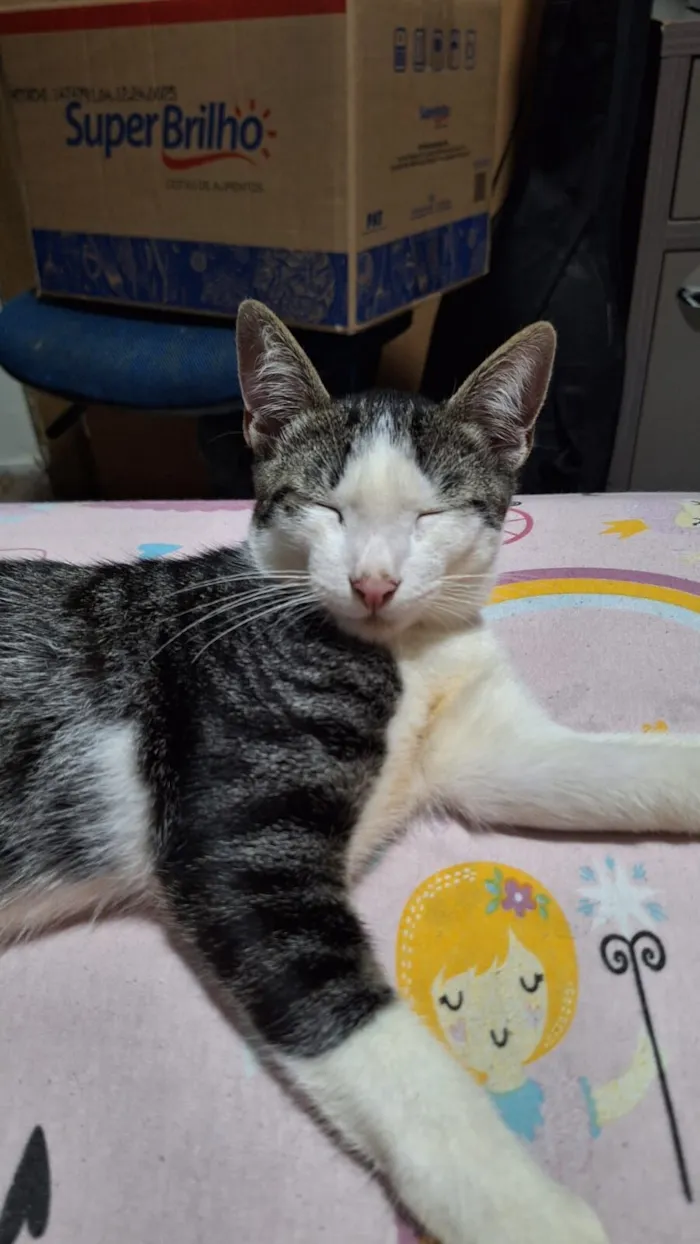 Gato raça SRD-ViraLata idade 1 ano nome Bartolomeu