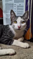 Bartolomeu