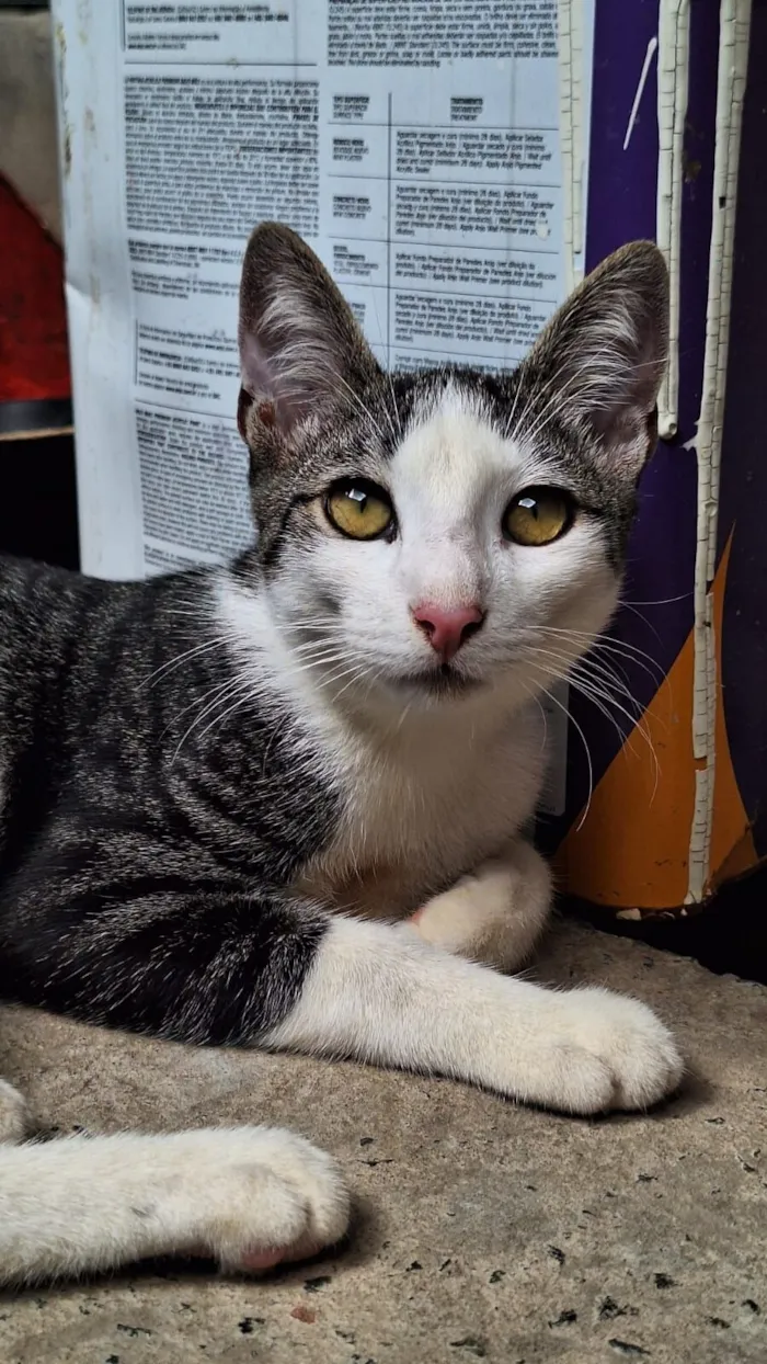 Gato raça SRD-ViraLata idade 1 ano nome Bartolomeu