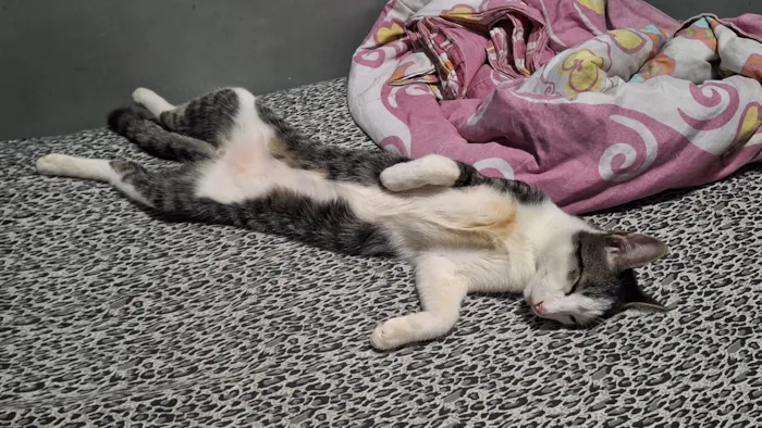 Gato raça SRD-ViraLata idade 1 ano nome Bartolomeu