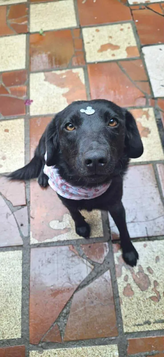 Cachorro raça SRD-ViraLata idade 3 anos nome Alice