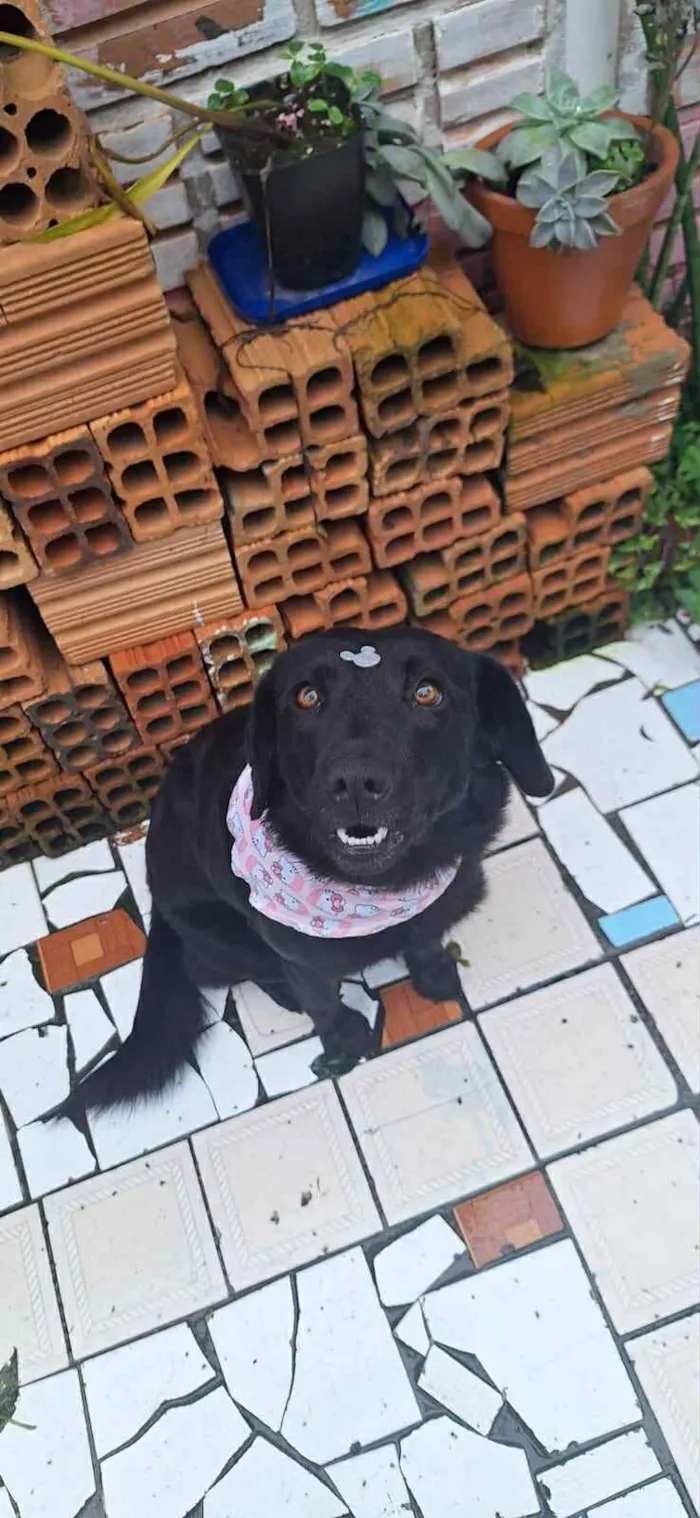 Cachorro raça SRD-ViraLata idade 3 anos nome Alice