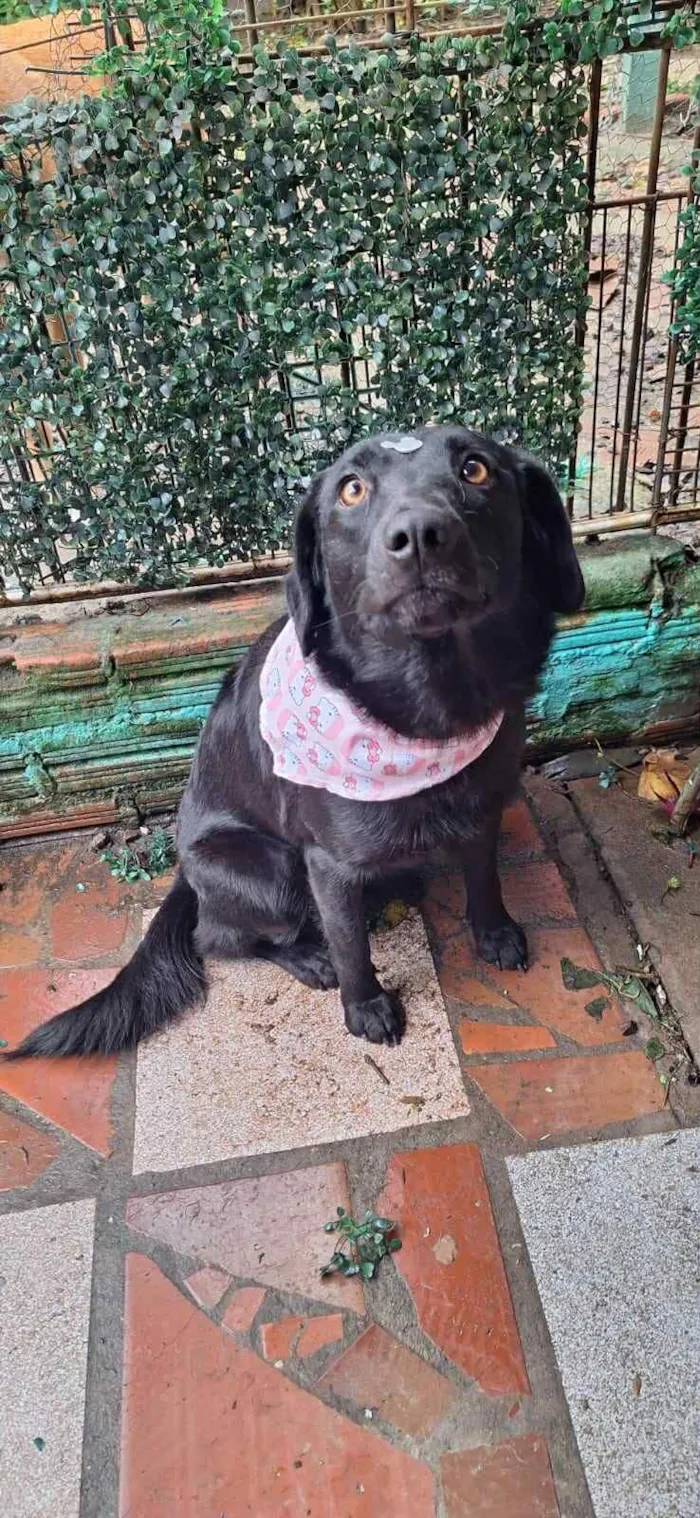 Cachorro raça SRD-ViraLata idade 3 anos nome Alice