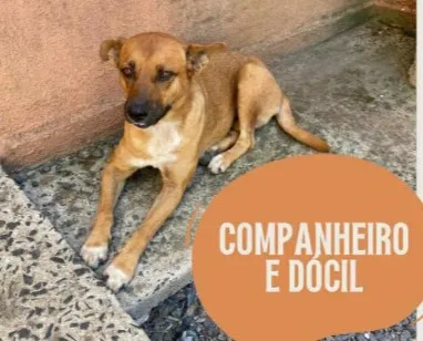 Cachorro raça SRD-ViraLata idade 4 anos nome Caramelo Lindo 