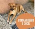 Caramelo Lindo