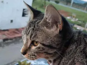 Gato raça SRD-ViraLata idade 7 a 11 meses nome Zara , luna, Estela 