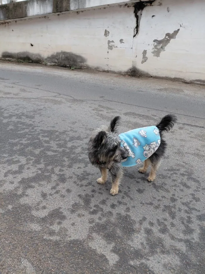 Cachorro raça SRD-ViraLata idade 1 ano nome Perdido