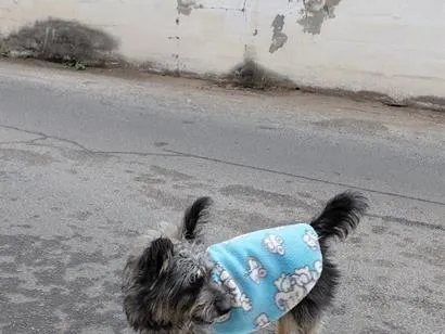 Cachorro raça SRD-ViraLata idade 1 ano nome Perdido