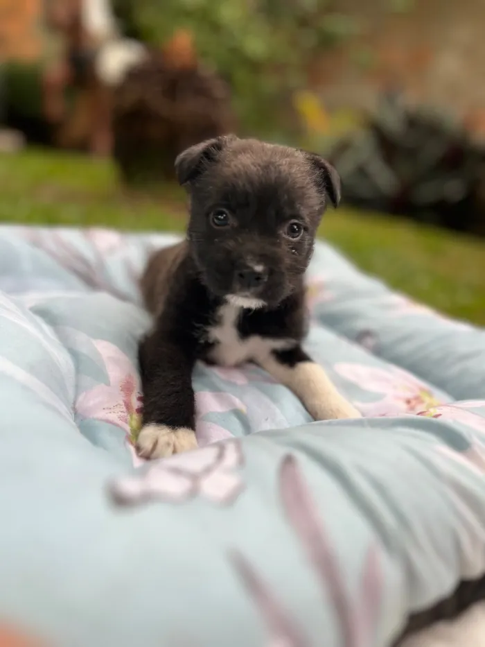 Cachorro raça SRD-ViraLata idade Abaixo de 2 meses nome Bud