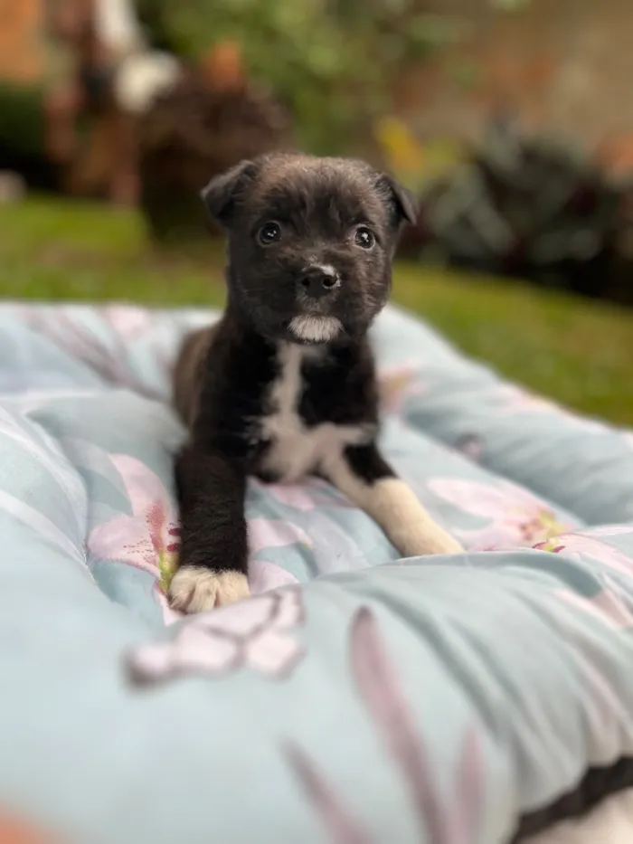 Cachorro raça SRD-ViraLata idade Abaixo de 2 meses nome Bud