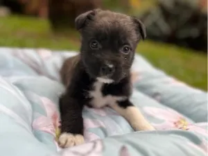 Cachorro raça SRD-ViraLata idade Abaixo de 2 meses nome Bud