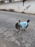 cachorro  perdido