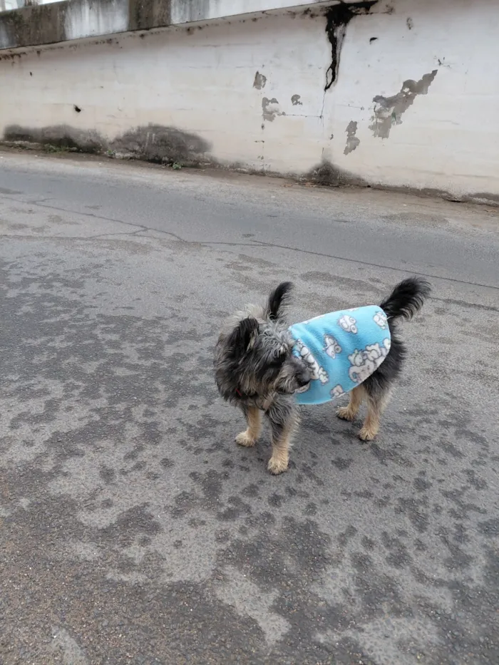 Cachorro raça Lhasa Apso idade 1 ano nome cachorro  perdido
