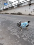 cachorro  perdido