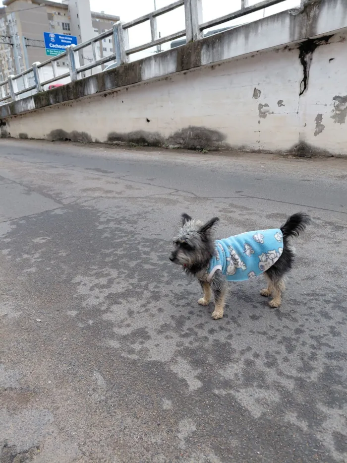 Cachorro raça Lhasa Apso idade 1 ano nome cachorro  perdido