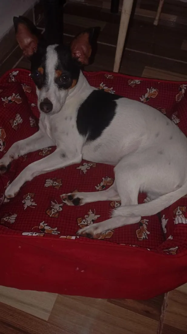 Cachorro raça SRD-ViraLata idade 1 ano nome Mailow