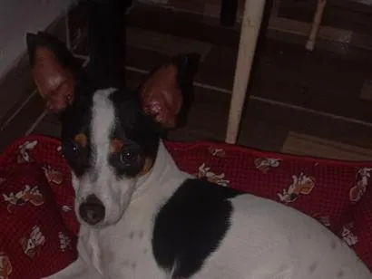 Cachorro raça SRD-ViraLata idade 1 ano nome Mailow