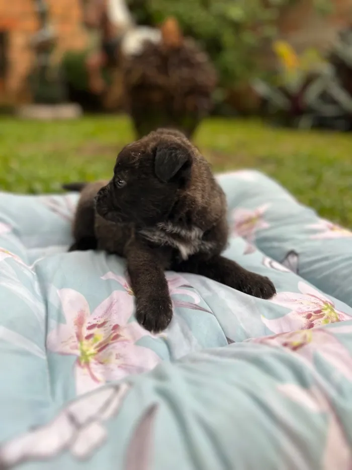 Cachorro raça SRD-ViraLata idade Abaixo de 2 meses nome Chorão (cbjr)