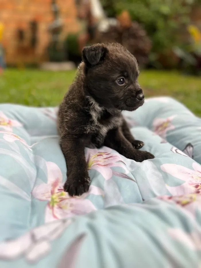 Cachorro raça SRD-ViraLata idade Abaixo de 2 meses nome Chorão (cbjr)