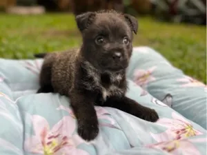 Cachorro raça SRD-ViraLata idade Abaixo de 2 meses nome Chorão (cbjr)