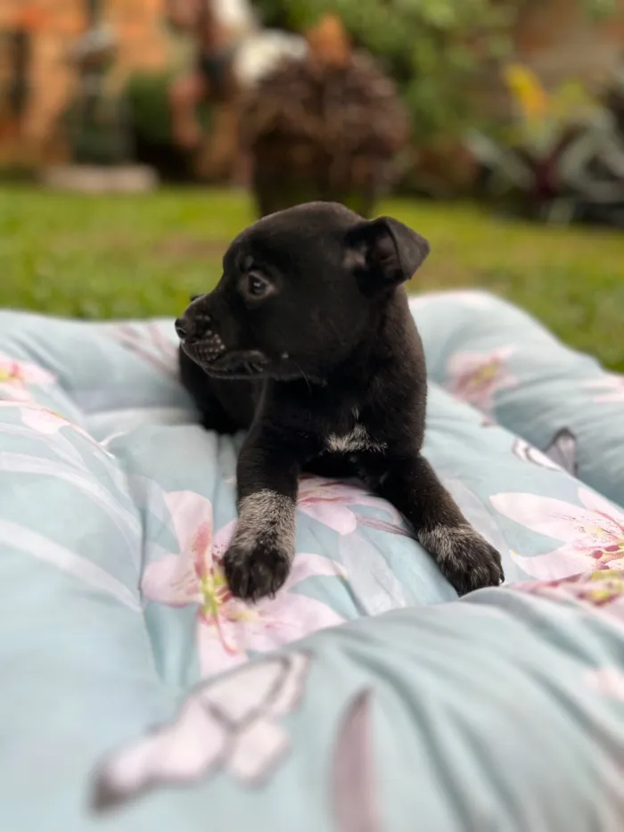 Cachorro raça SRD-ViraLata idade Abaixo de 2 meses nome Sem nome 