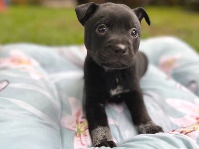 Cachorro raça SRD-ViraLata idade Abaixo de 2 meses nome Sem nome 