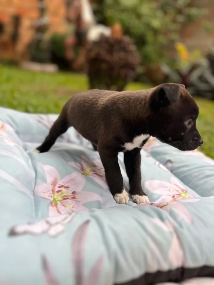 Cachorro raça SRD-ViraLata idade Abaixo de 2 meses nome Sem nome 