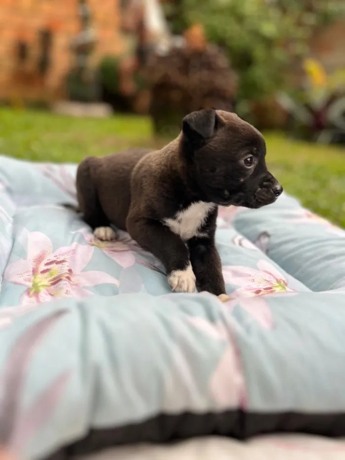 Cachorro raça SRD-ViraLata idade Abaixo de 2 meses nome Sem nome 