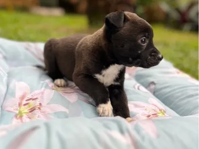 Cachorro raça SRD-ViraLata idade Abaixo de 2 meses nome Sem nome 