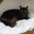 Mavis