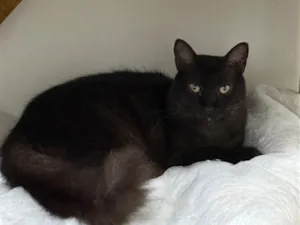 Gato raça SRD-ViraLata idade 2 anos nome Mavis
