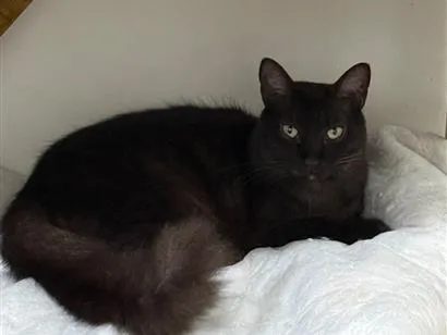 Gato raça SRD-ViraLata idade 2 anos nome Mavis