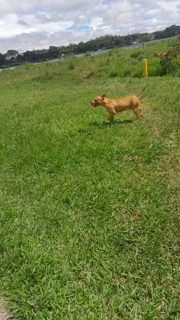Cachorro raça Pit-Bull idade 4 anos nome Ralph