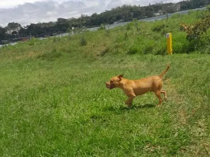 Cachorro raça Pit-Bull idade 4 anos nome Ralph