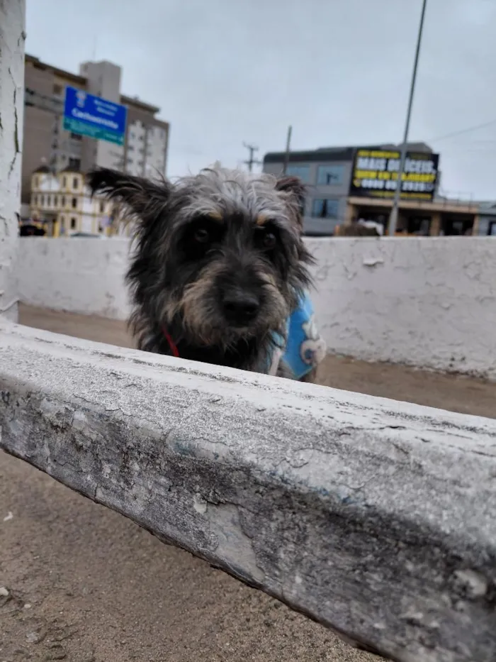 Cachorro raça SRD-ViraLata idade 1 ano nome Perdido