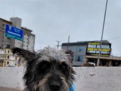 Cachorro raça SRD-ViraLata idade 1 ano nome Perdido