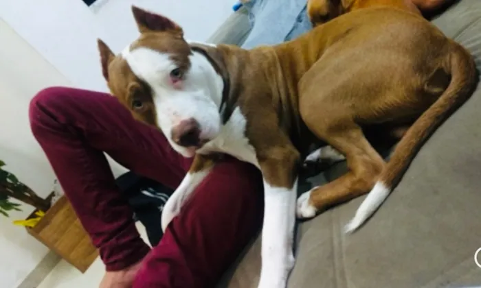 Cachorro raça Pit-Bull idade 5 anos nome Thor 