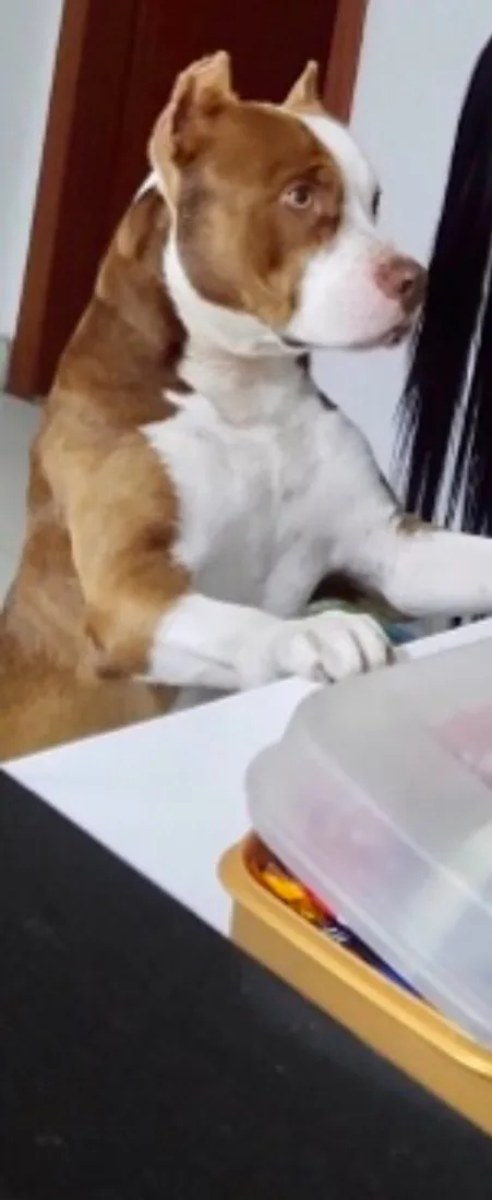 Cachorro raça Pit-Bull idade 5 anos nome Thor 